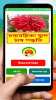 চন্দ্রমল্লিকা ফুল চাষের পদ্ধতি ~ Chrysanthemum ポスター