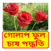 গোলাপ ফুল চাষের পদ্ধতি ~ Rose Flower Cultivation