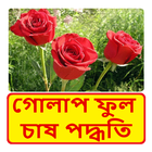 গোলাপ ফুল চাষের পদ্ধতি ~ Rose Flower Cultivation 图标