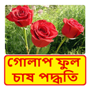APK গোলাপ ফুল চাষের পদ্ধতি ~ Rose Flower Cultivation