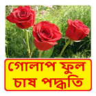 গোলাপ ফুল চাষের পদ্ধতি ~ Rose Flower Cultivation ikona