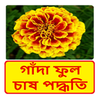 গাঁদা ফুল চাষ পদ্ধতি ~ Tagetes Flower Cultivation иконка