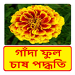 গাঁদা ফুল চাষ পদ্ধতি ~ Tagetes Flower Cultivation