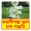 রজনীগন্ধা ফুল চাষ পদ্ধতি ~ Tuberose Cultivation
