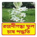 রজনীগন্ধা ফুল চাষ পদ্ধতি ~ Tuberose Cultivation APK