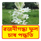 রজনীগন্ধা ফুল চাষ পদ্ধতি ~ Tuberose Cultivation biểu tượng