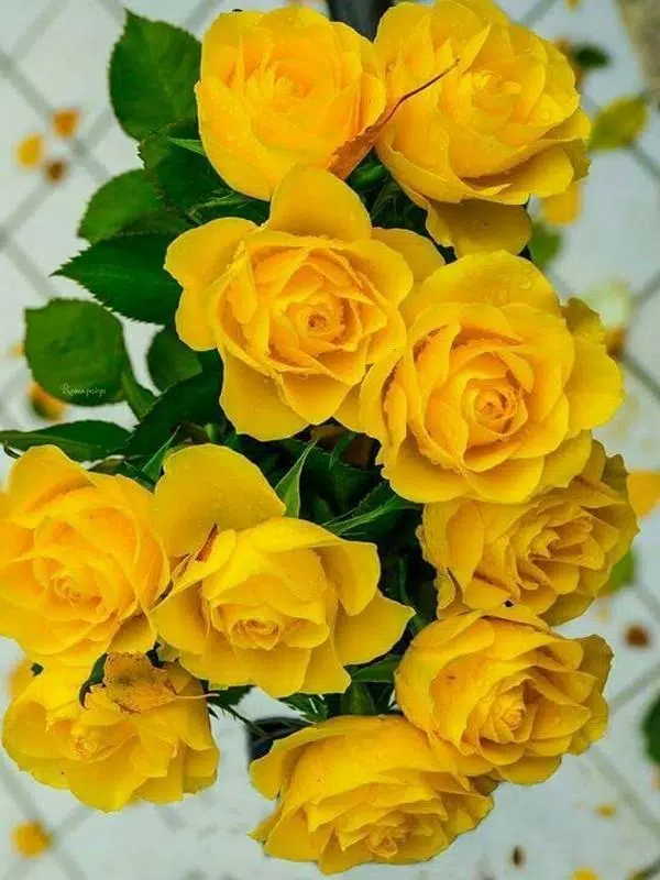 Descarga de APK de Imágenes de Flores Gif para Android Descarga de APK de Imágenes de Flores Gif para Android