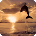 Delfines fondos de pantalla