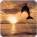 Delfines fondos de pantalla y  APK