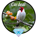 Canto Fêmea de Cardeal aplikacja
