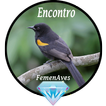 Canto Fêmea de Encontro