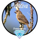 Canto Fêmea de Patativa aplikacja