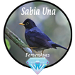 Canto Fêmea de Sabia Una