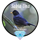 Canto Fêmea de Sabia Una APK