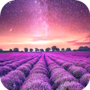 Field Wallpaper HD APK
