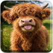 Animal Wallpaper 4K & Cute icon