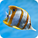 Fish Wallpaper APK