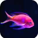Fish Wallpaper 4K APK