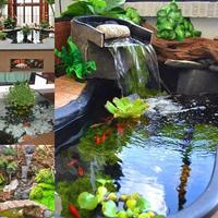 Fish Pond projeto imagem de tela 1