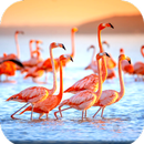 Flamingo Wallpaper HD APK