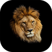 Wild Kingdom: Lion vs Tiger icon