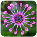 Floral Wallpaper HD APK