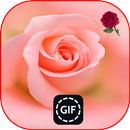Fleur Rose Gif 2019 APK