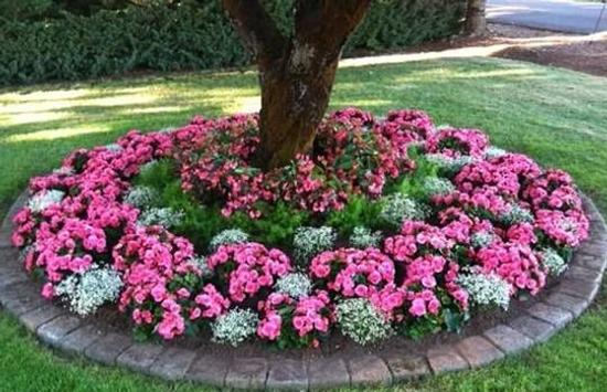Taman Bunga Vinca : Bunga Vinca Tegak Vinca Mix Paketan ...