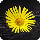 Yellow Flower Wallpaper-APK