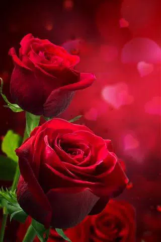 Flowers Love Images Gif Apk Pour Android Telecharger