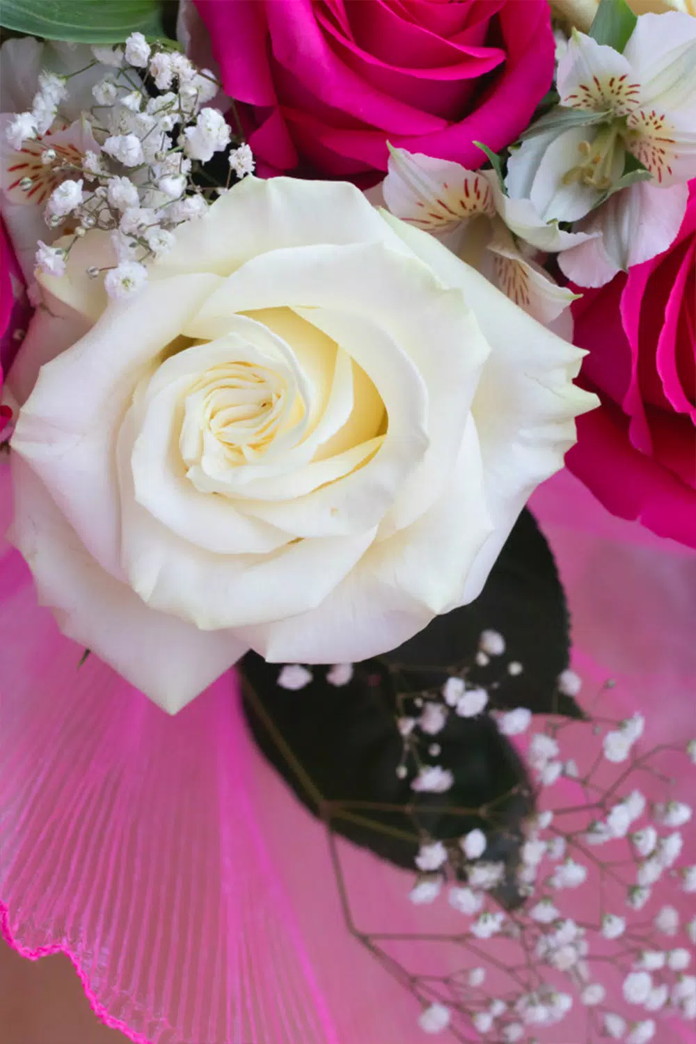 Rose Animated Gifs Images-Beautiful Flowers HD-4K APK for Android Download Rose Animated Gifs Images-Beautiful Flowers HD-4K APK for Android Download