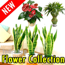 80+ tipos de flores de plantas (offline) APK