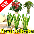 80+ Types of Plant Flowers (Offline) icône