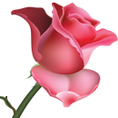 Flowers and Roses Images Wallpaper Gif 4K APK