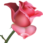 Flowers and Roses Images Wallpaper Gif 4K icon