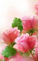 Flowers Live Wallpaper poster