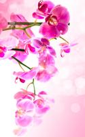 Flowers Live Wallpaper screenshot 1