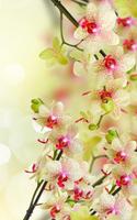 Flowers Live Wallpaper screenshot 2