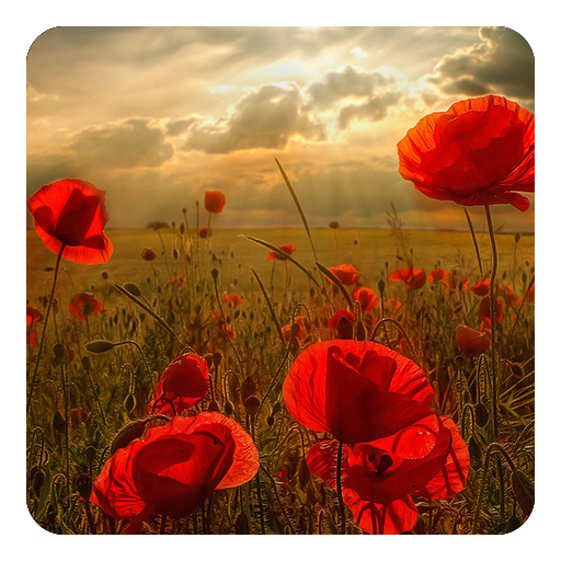 Flowers Live Wallpaper