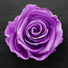 Purple Rose Live Wallpaper icon