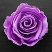 紫色桌布: 玫瑰花動態桌布