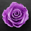 Papel De Parede Roxo: Rosas Qu