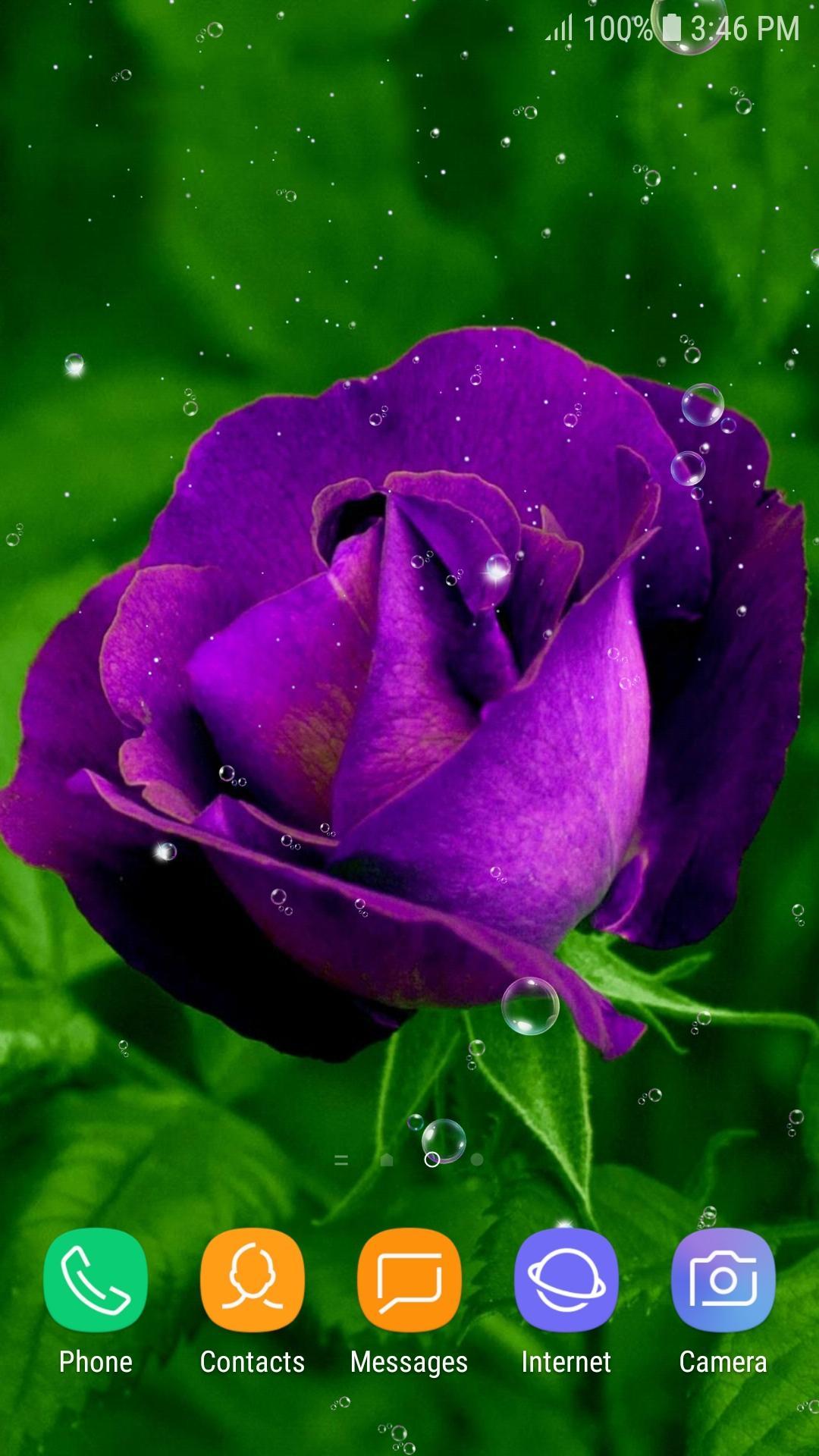 Purple Rose Live Wallpaper APK for Android Download