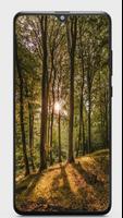 Forest Hd wallpaper تصوير الشاشة 3