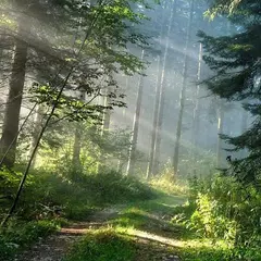 Forest Live Wallpaper XAPK Herunterladen