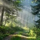 Forest Live Wallpaper иконка