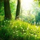 Forest Live Wallpaper-APK