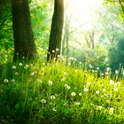 Forest Live Wallpaper icône