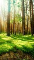 Forest Live Wallpaper syot layar 3