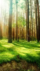 Forest Live Wallpaper XAPK 下載